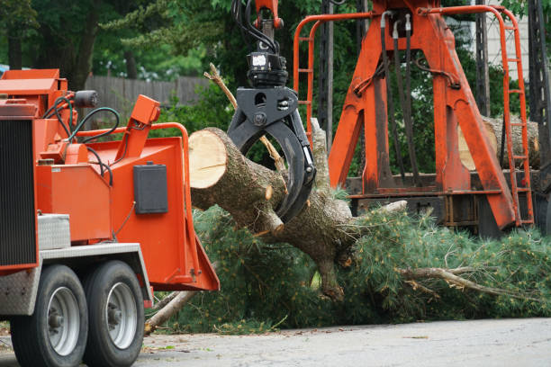 Why Choose Our Tree Removal Services in Libertyville, IL?