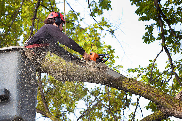 Tree and Shrub Care in Libertyville, IL