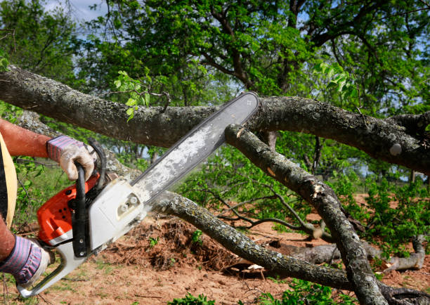 Libertyville, IL  Tree Services Company